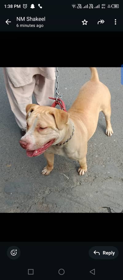 American pitbull for sale