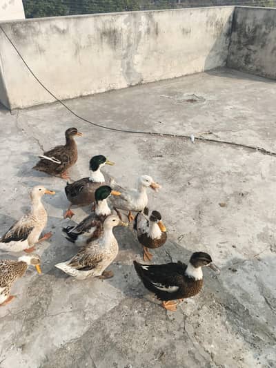 ducks