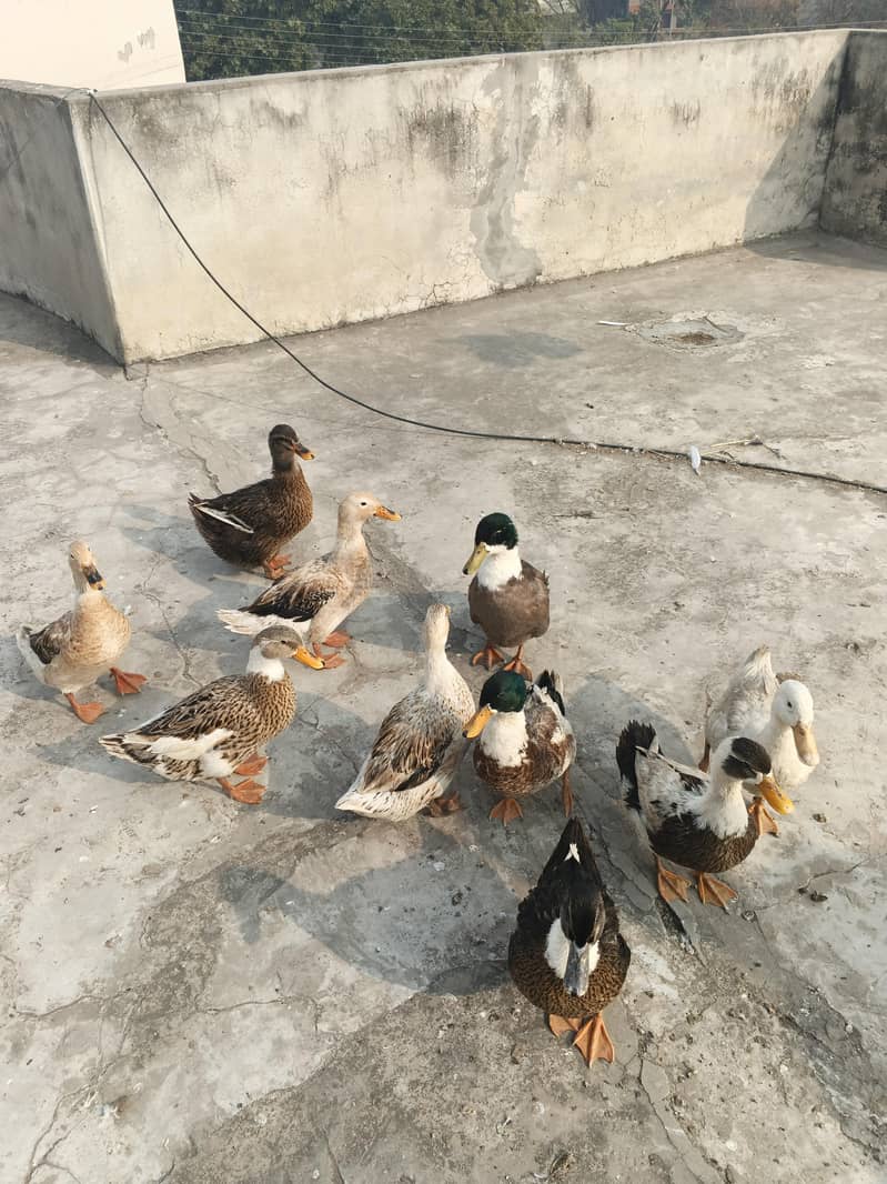 ducks 1
