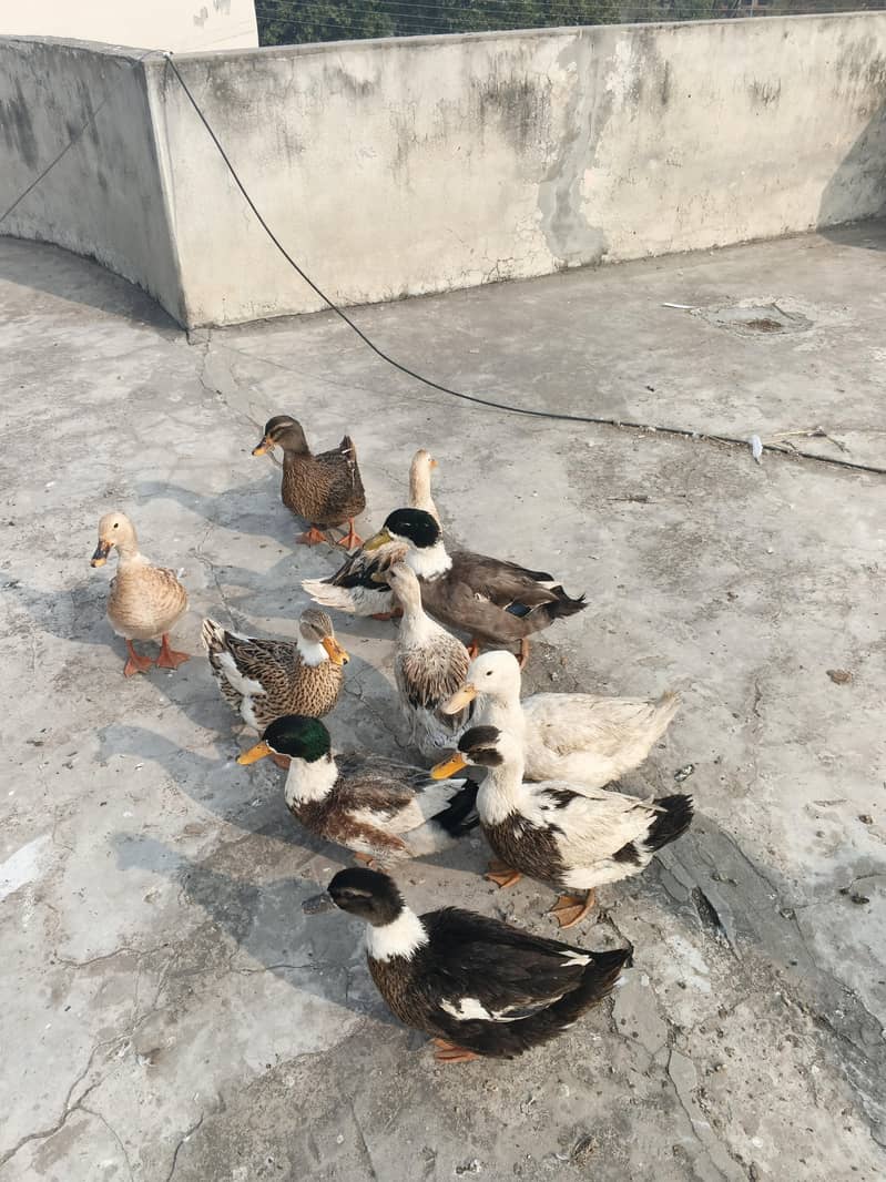 ducks 2