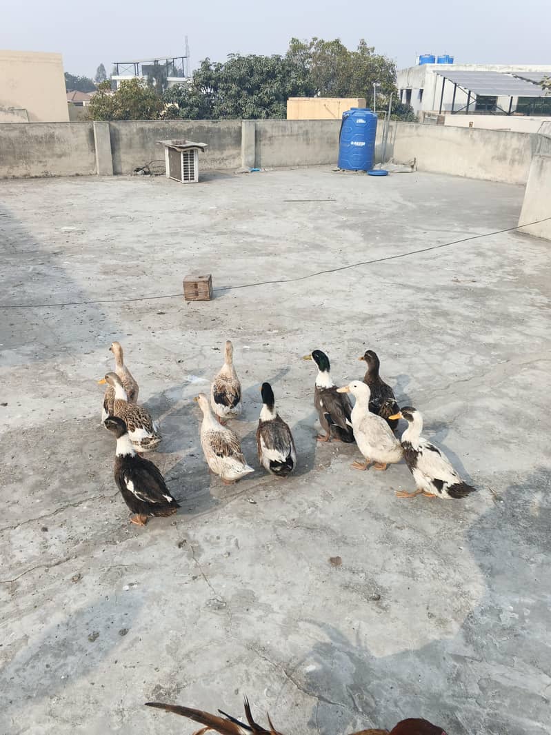 ducks 4