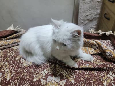 persian cat