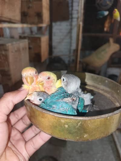 Love Birds Chicks for handtame