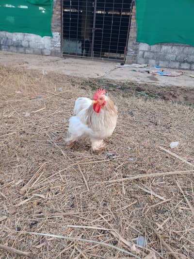White Buff chicken for Sale