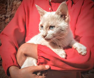 Blue Eyes White Cat for Sale – Healthy & Cute