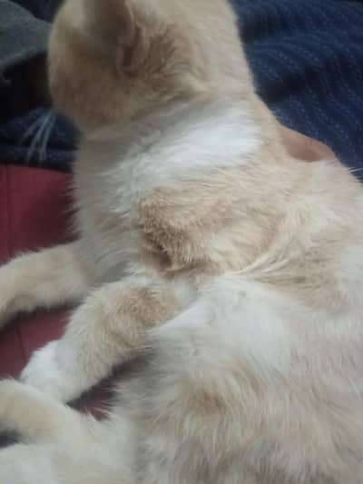 kitten , ginger colour