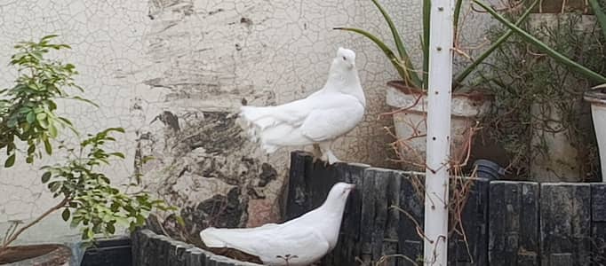 white pigeon pier for sale female with Taj