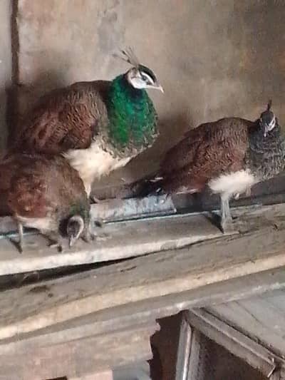 3 Peacock males