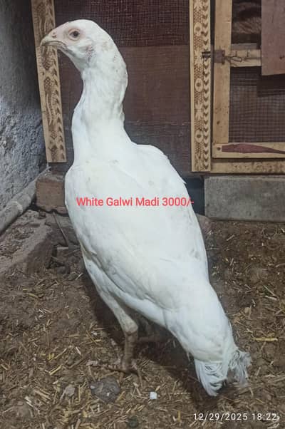 White Aseel Madiyan For Sales