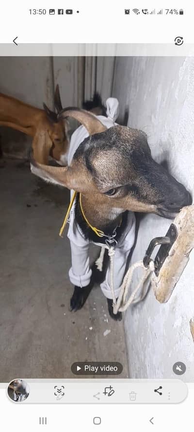 Bangali Ando male best for quraabni best for breeder