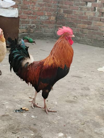 Desi Murga Hay Keel bhi baray Hy