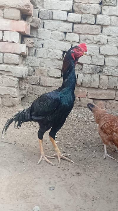 bengum mushka nayab murgha for sale