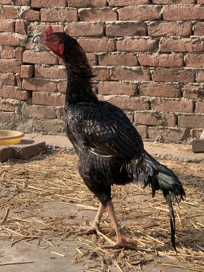 Aseel thai shaamo mashallah boht niyab ha