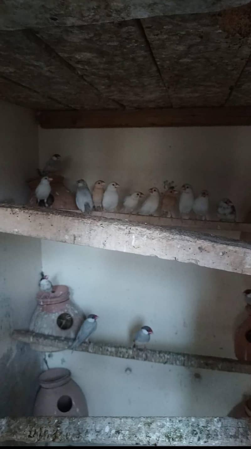 java and lovebirds 0