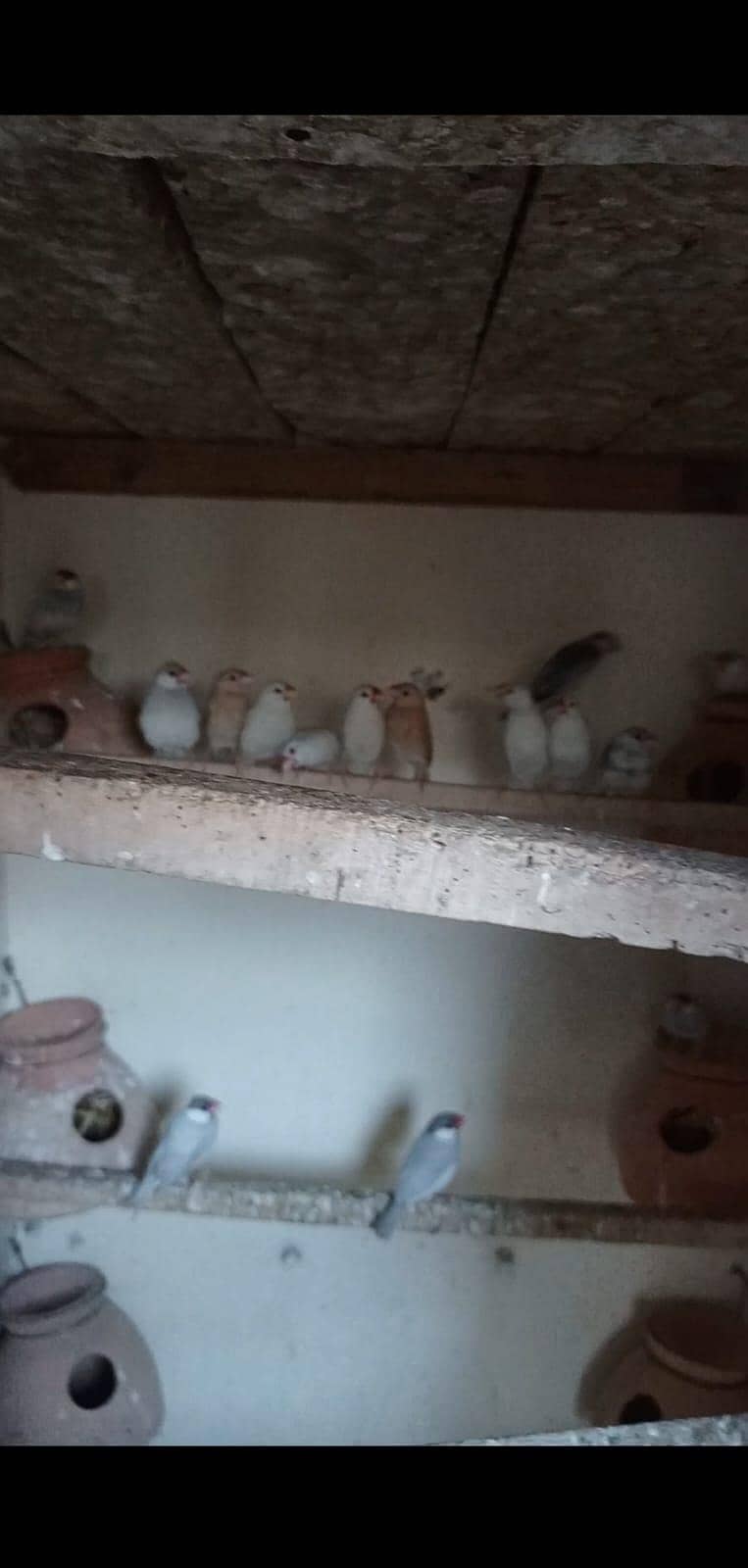 java and lovebirds 2