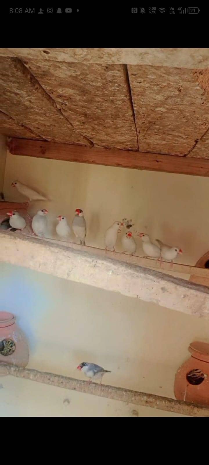 java and lovebirds 3