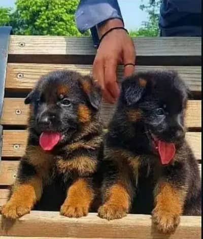 german shepherd double coat pair / Long Coat puppies | Dog For Sale
