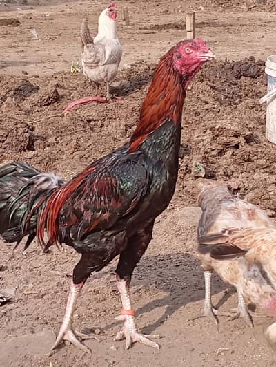 Aseel Lasani Murga / Aseel Hen / Aseel for sale