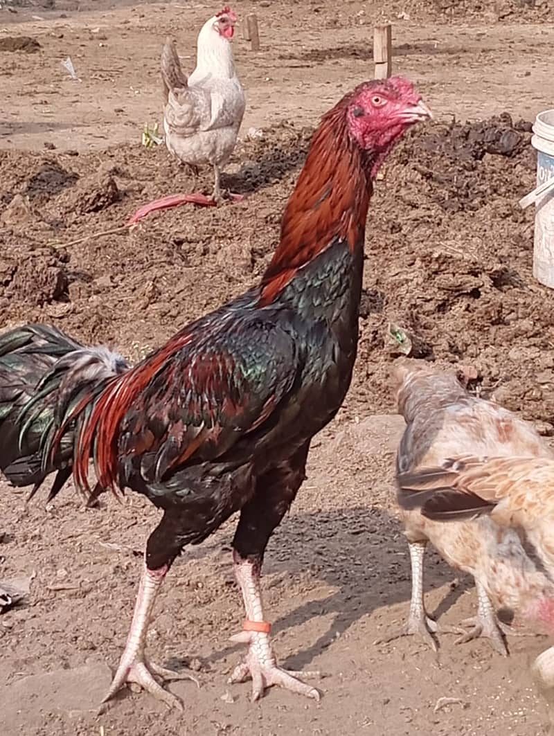 Aseel Lasani Murga / Aseel Hen / Aseel for sale 0