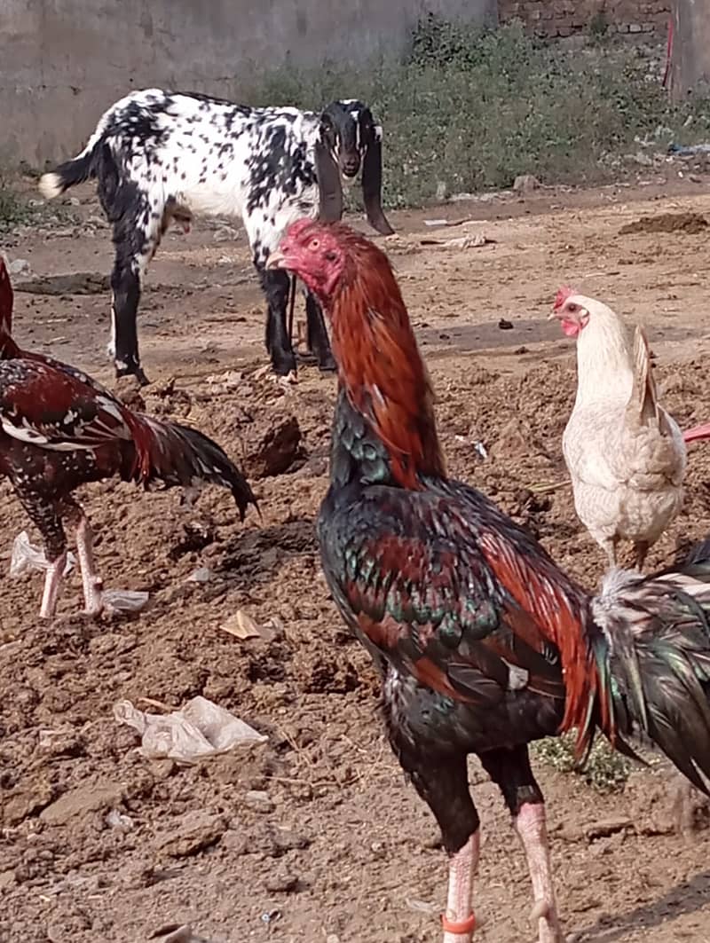 Aseel Lasani Murga / Aseel Hen / Aseel for sale 1