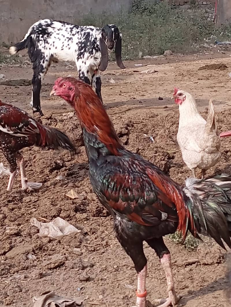 Aseel Lasani Murga / Aseel Hen / Aseel for sale 4