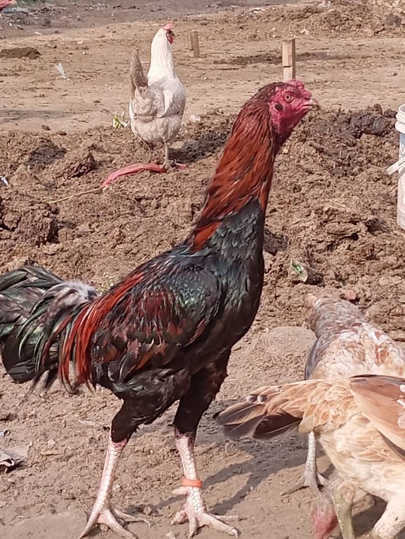 Aseel Lasani Murga / Aseel Hen / Aseel for sale 5