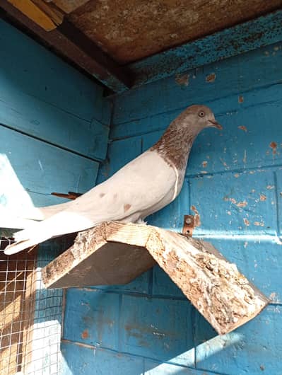 lakha breeder player chiku kabutar pakdane wala 1000