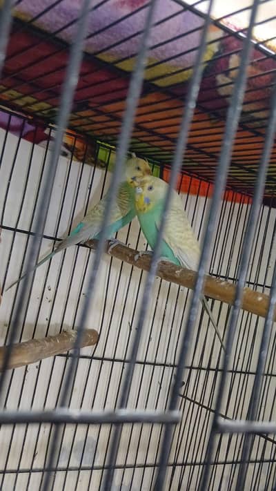 Rainbow split budgies