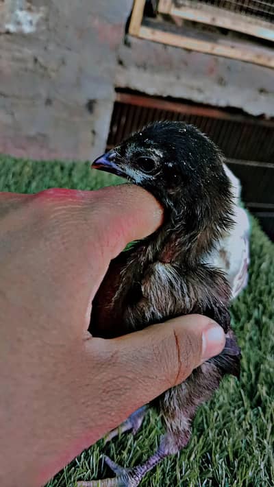 Pure Burmi pakoye chicks available