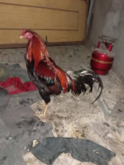 Aseel Pair and chick for sale