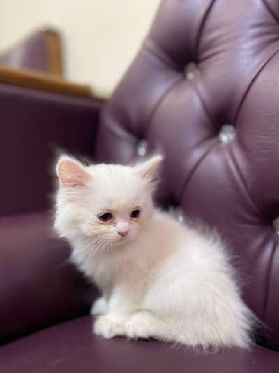 0342 8585370 why app kitten for sale good quality