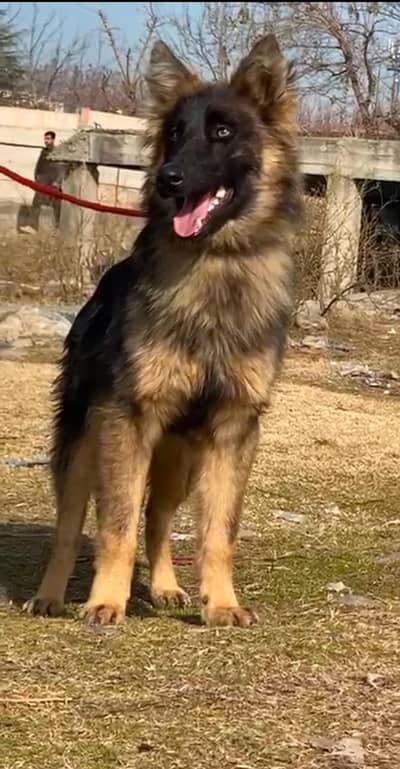 german shepherd male dog / Long Coat Black German Shepherds