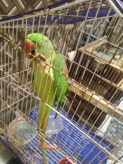 raw green parrot agr 6 month healthy and full active