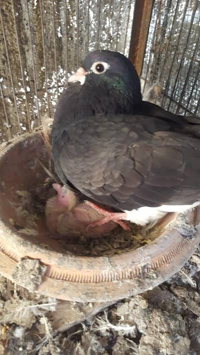 sherazi and white pair