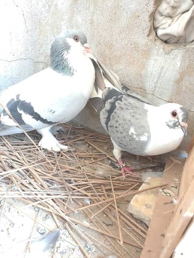 Fancy Indian gandde daar jangla pair