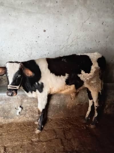 Red Friesian Vacha For Sale / Contect Whatsapp / 03325930565