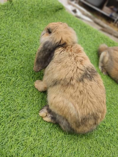 Holland loop ouch face