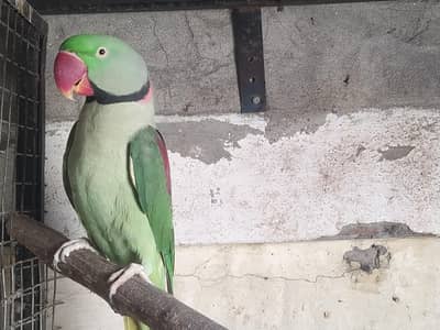 Breeder Male Kashmiri Size