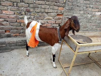 bakri+bacha 4 month ka