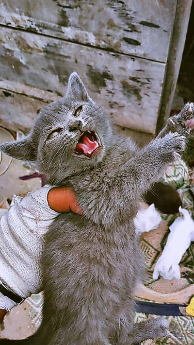 saimez cat for sale 5 kittens