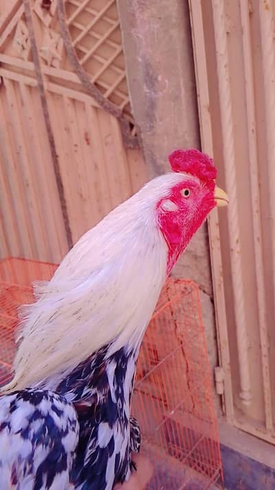 jawa Colette 03132105582