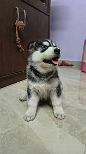 Excellent Pigmentation Top Of The Line Quality.