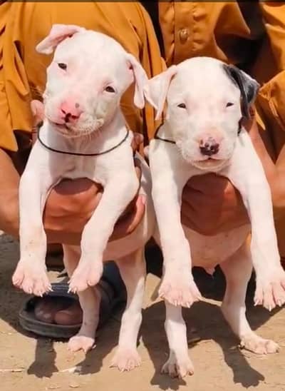 Kohati gultair pair pink nose / gultair dog / pure  Bully gultair pair