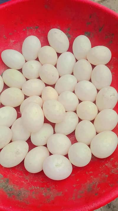 Duck eggs available fresh ready to hatch