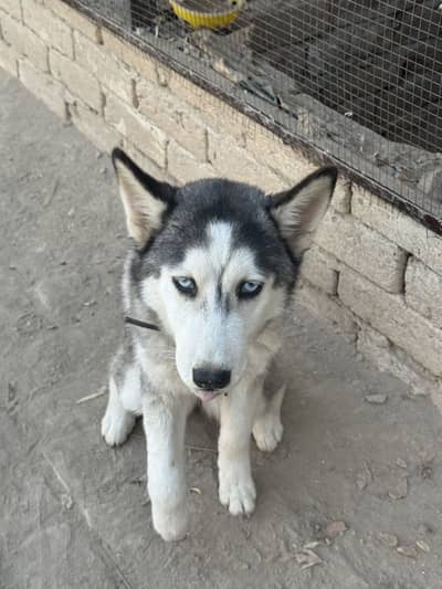 Siberian Husky blue eyes female