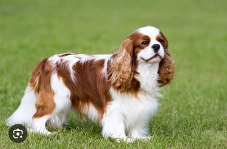 king Charles spaniel  for sale