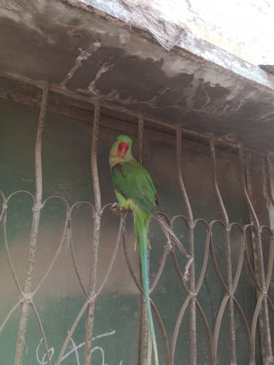 alaxender parrot male