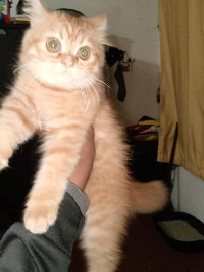 persion cats very healthy play ful what's app 03272647507