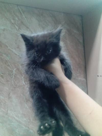 Persian kitten dole face on double coat for sale