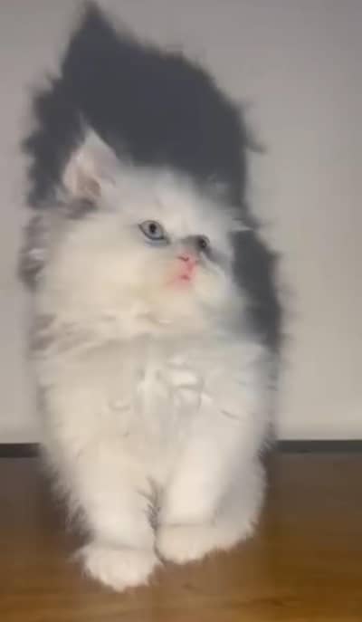 Urgent Persian kittens for sale with good litter box and litter and 
